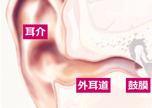 耳の構造と働き